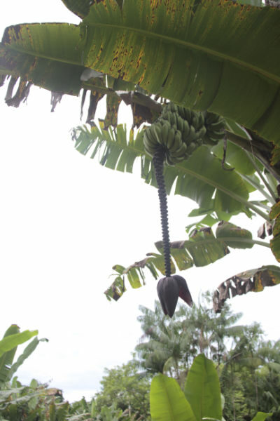 banana-tree-small-1444035